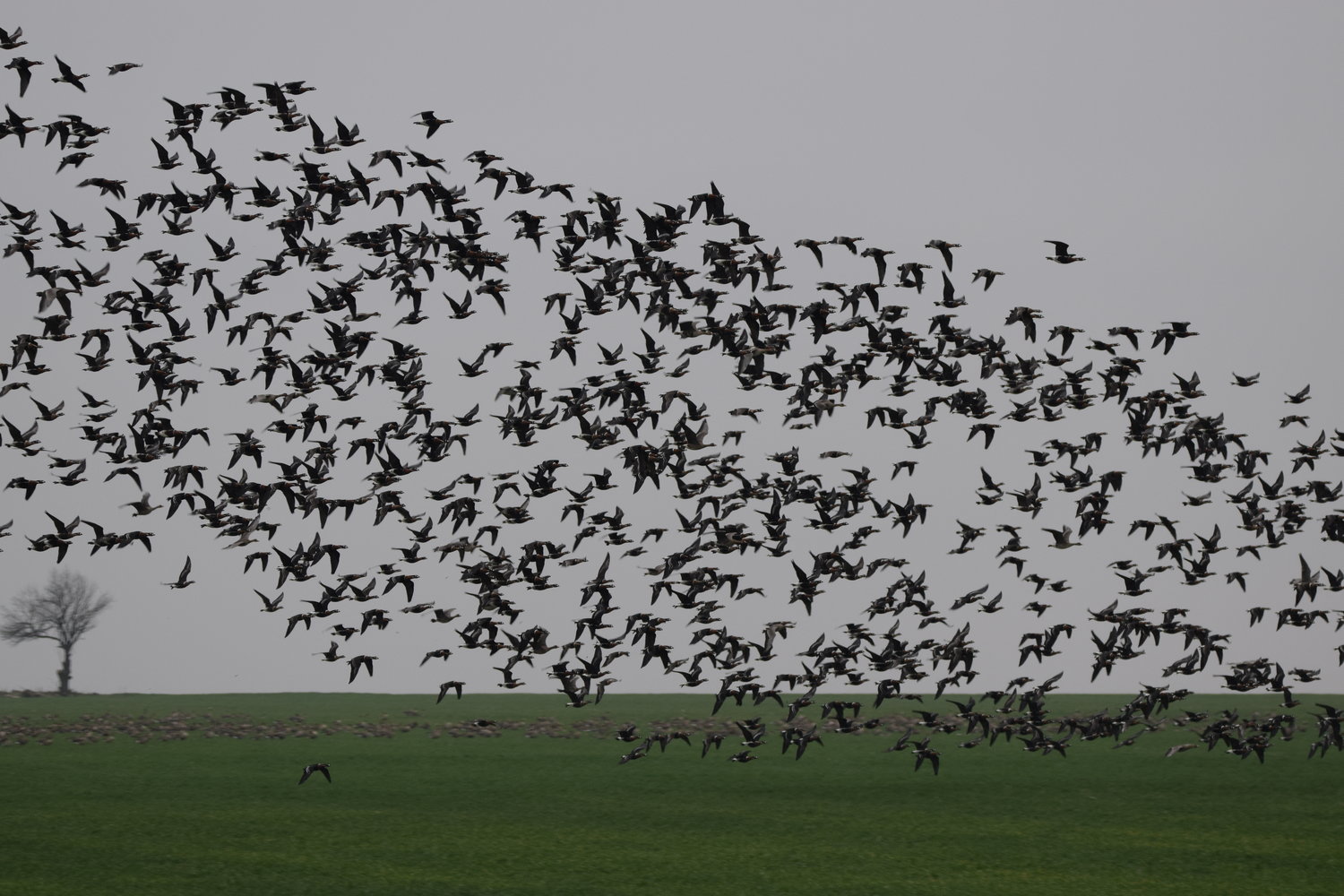 Winter birding tour (Bulgaria)